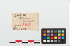 Etiketten zu Bronzekugelkopfnadel (NHMW-PRAE-024420)